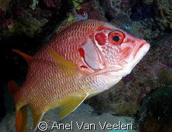 Longjaw squirrelfish taken with Olympus SP350. by Anel Van Veelen 